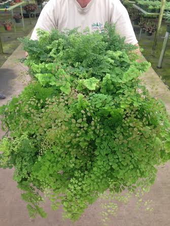 6" Fern Maidenhair Assortment  